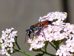 Sivun Podalonia tydei suspiciosa (F. Smith 1856) kuva