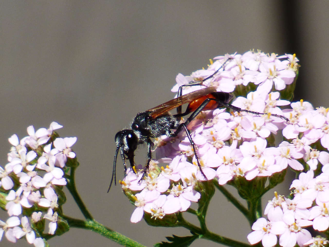 Image of Podalonia tydei suspiciosa (F. Smith 1856)