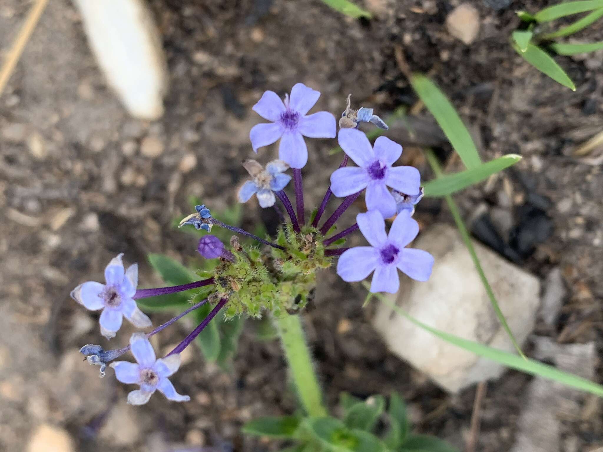 Image of Pentanisia prunelloides subsp. prunelloides