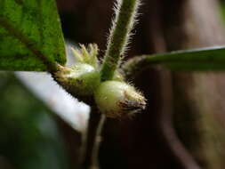 Image of Lasianthus curtisii King & Gamble