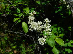 Image of Redstem Ceanothus