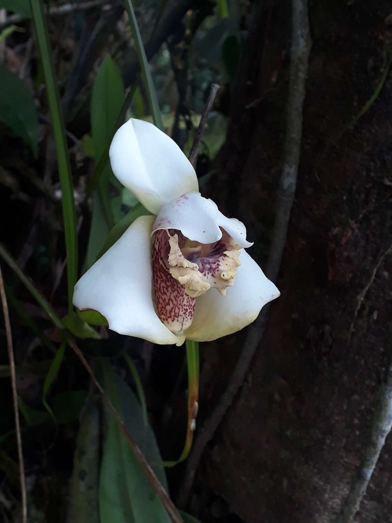 Imagem de Maxillaria fletcheriana Rolfe