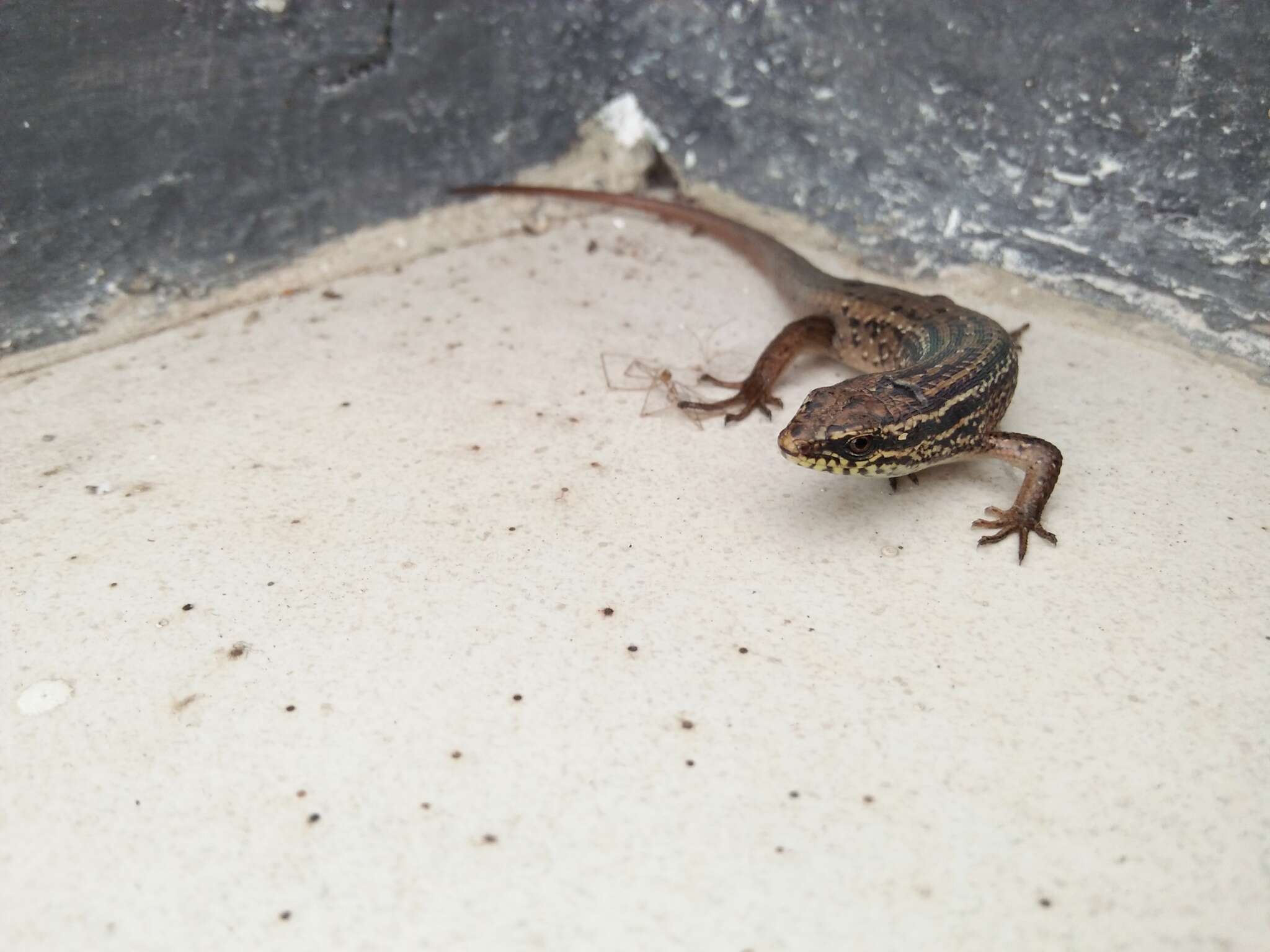 Image of Nicobar Island Skink