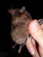 Image of Tailed Tailless Bat