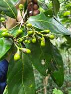 Image of loblolly sweetwood