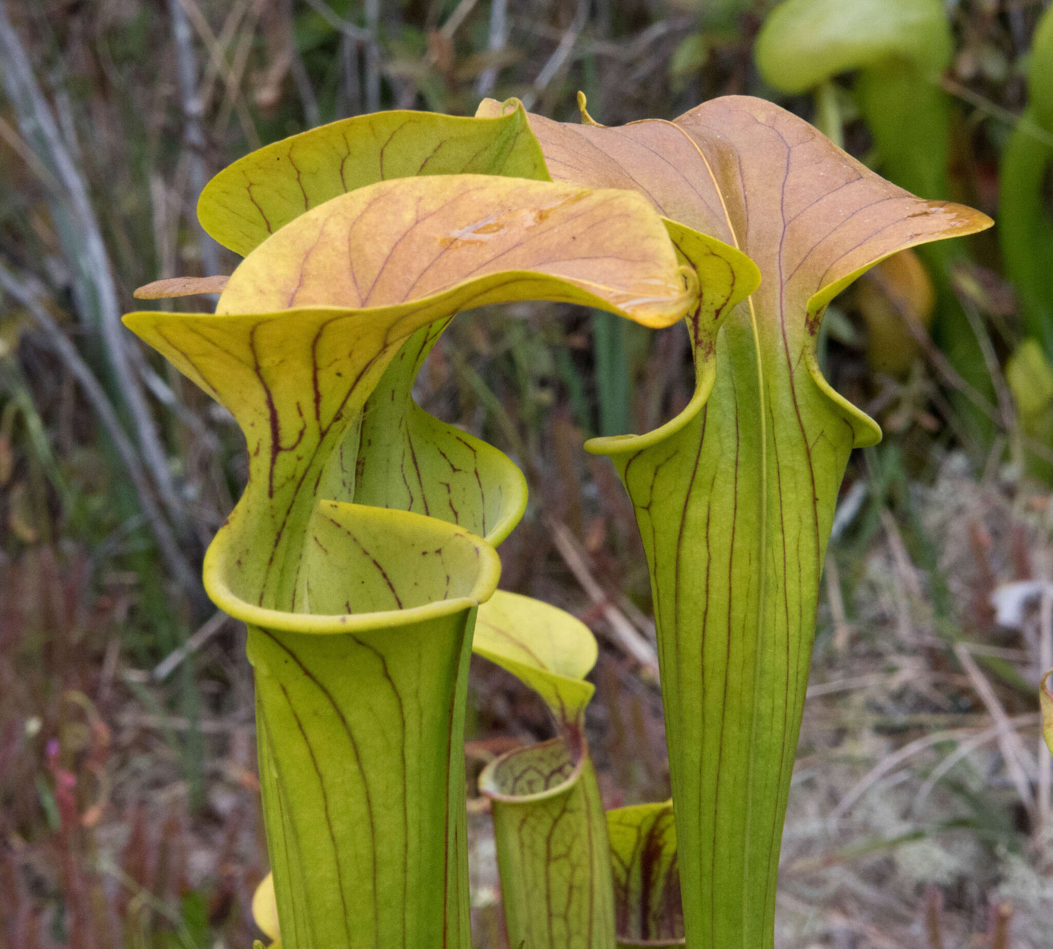 Image of Yellow pitcher plant