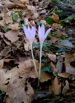 Image of Colchicum longifolium Castagne