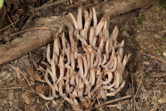 Image of Clavaria fumosa Pers. 1796