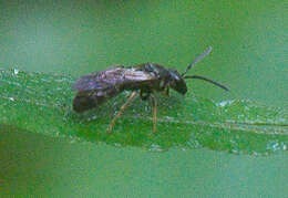 Lasioglossum fuscipenne (Smith 1853)的圖片