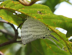 Image of Neomyrina hiemalis (Godman & Salvin 1878)