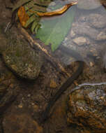 Image of Anderson's Mountain Keelback