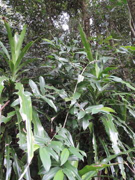 Image of Dracaena laxissima Engl.