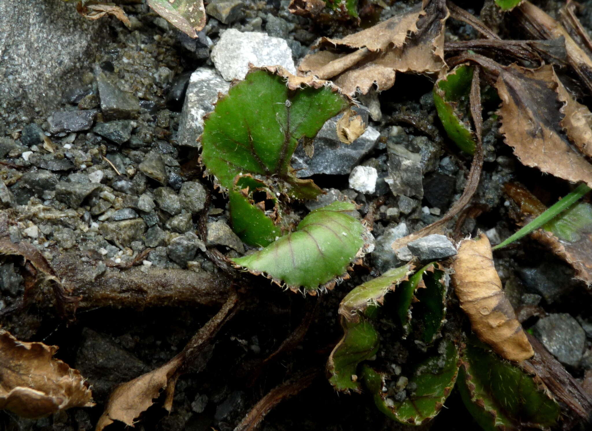 Image of Gunnera densiflora Hook. fil.