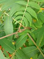 Sivun Stigmella intermedia (Braun 1917) Wilkinson et al. 1979 kuva