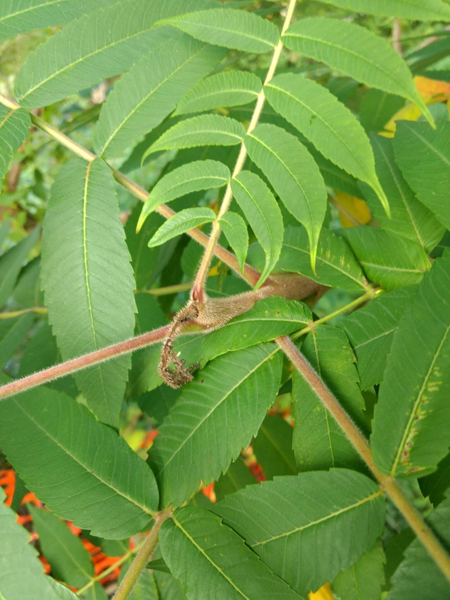 Sivun Stigmella intermedia (Braun 1917) Wilkinson et al. 1979 kuva