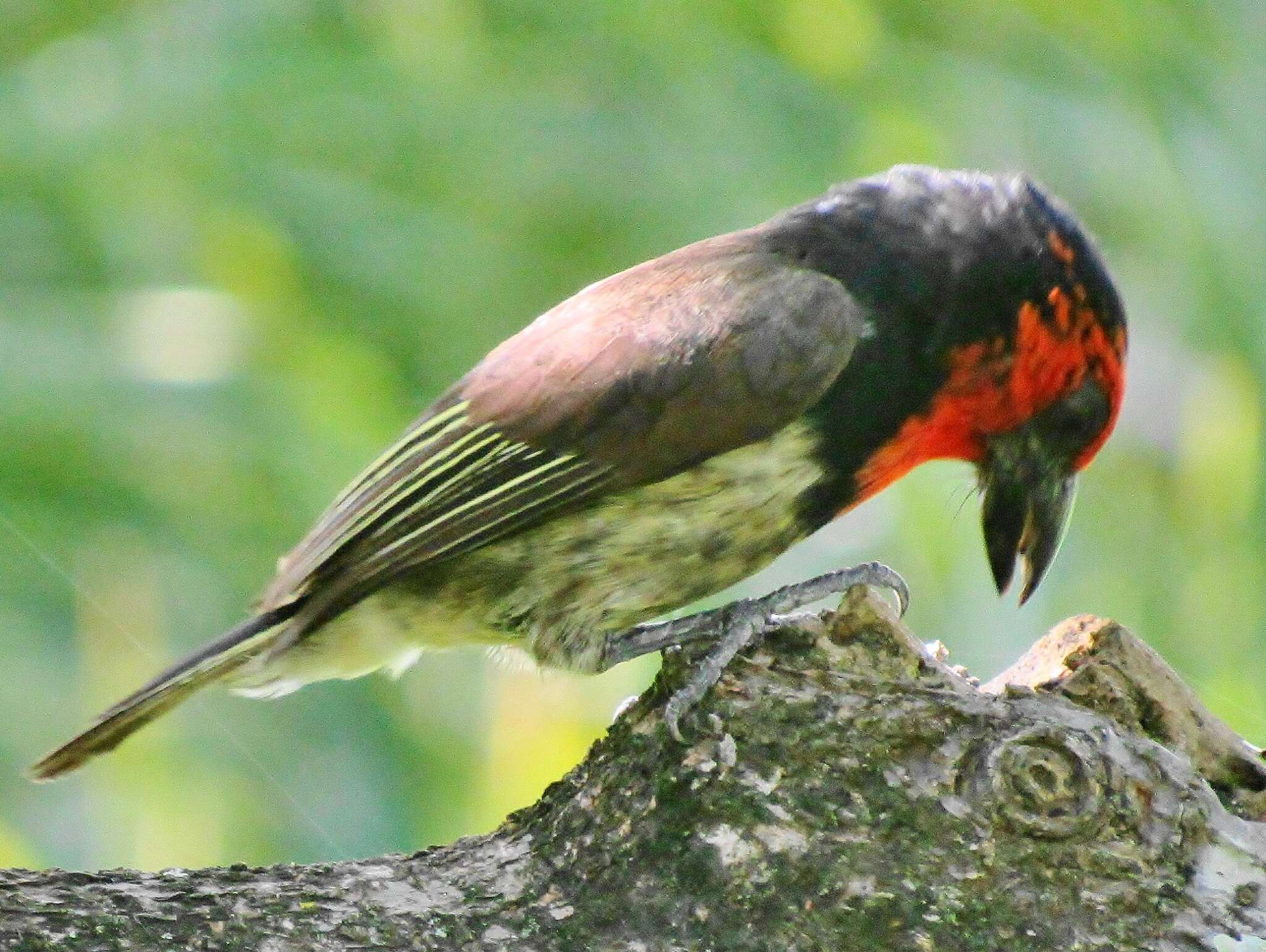 صورة Lybius torquatus torquatus (Dumont 1805)