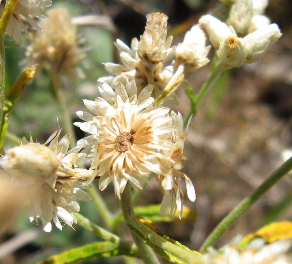 Imagem de Pseudognaphalium obtusifolium subsp. obtusifolium