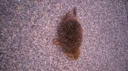 Image of Eastern European Hedgehog