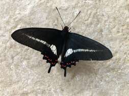 Imagem de <i>Parides <i>bunichus</i></i> bunichus