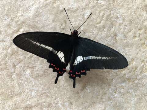 صورة <i>Parides <i>bunichus</i></i> bunichus