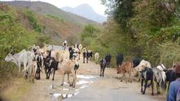 Image of zebu cattle