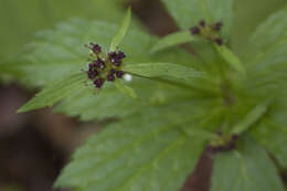 Image of Sanicula rubriflora F. Schmidt