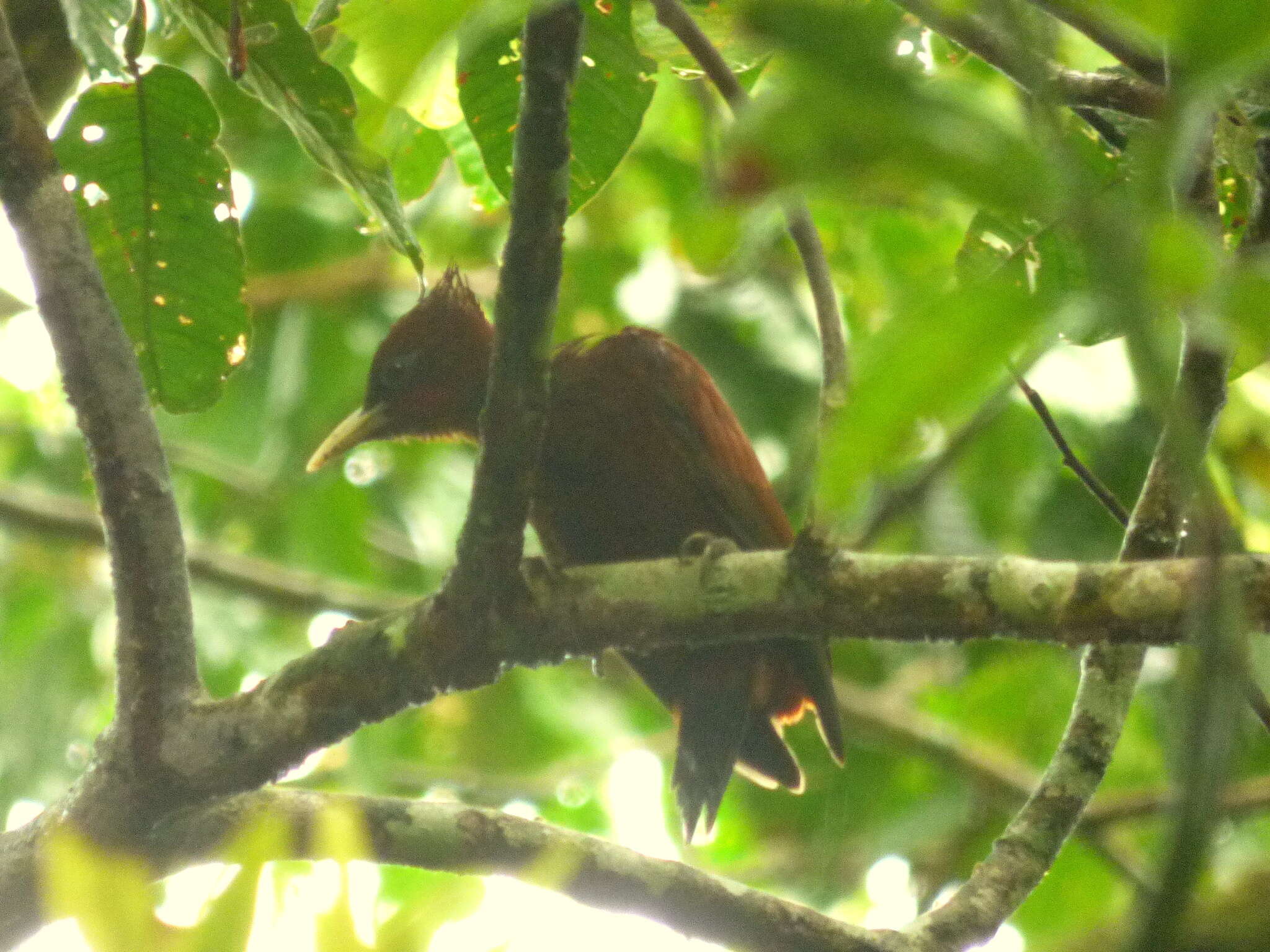 Image of Chestnut Woodpecker