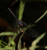 Слика од Trithemis aconita Lieftinck 1969