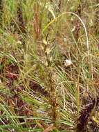 Image of Wurmbea spicata var. spicata