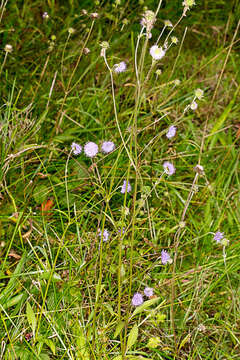 Image of Devil’s Bit Scabious