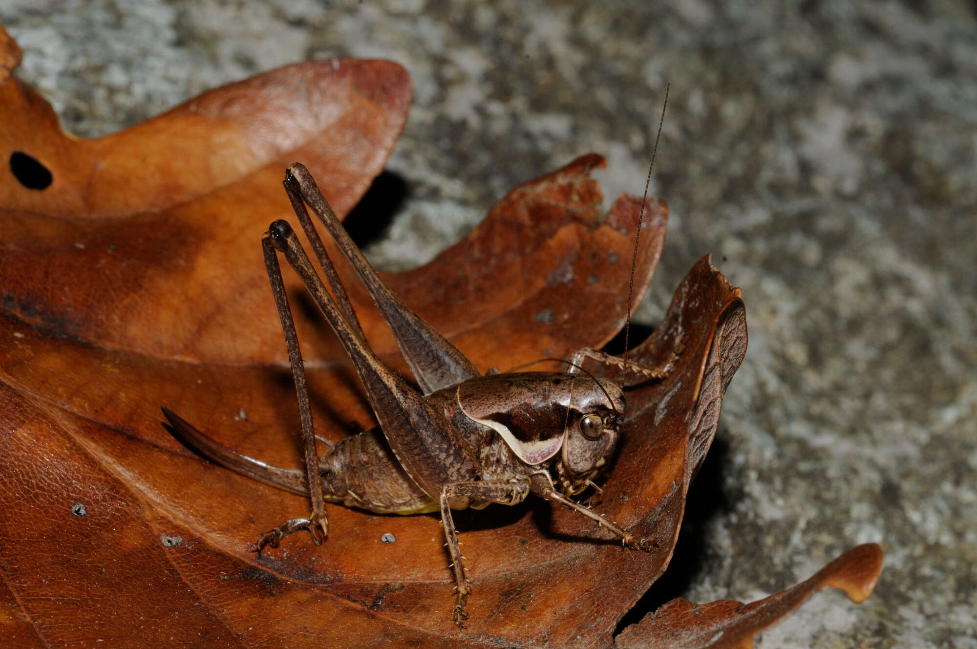 Image of Pholidoptera fallax (Fischer 1853)