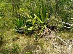 Furcraea tuberosa (Mill.) Aiton的圖片