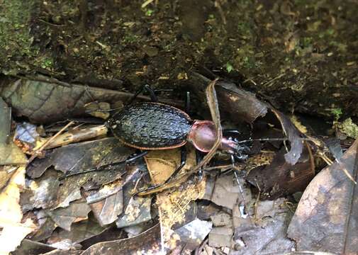 Image of Carabus (Coptolabrus) nankotaizanus Kano 1932