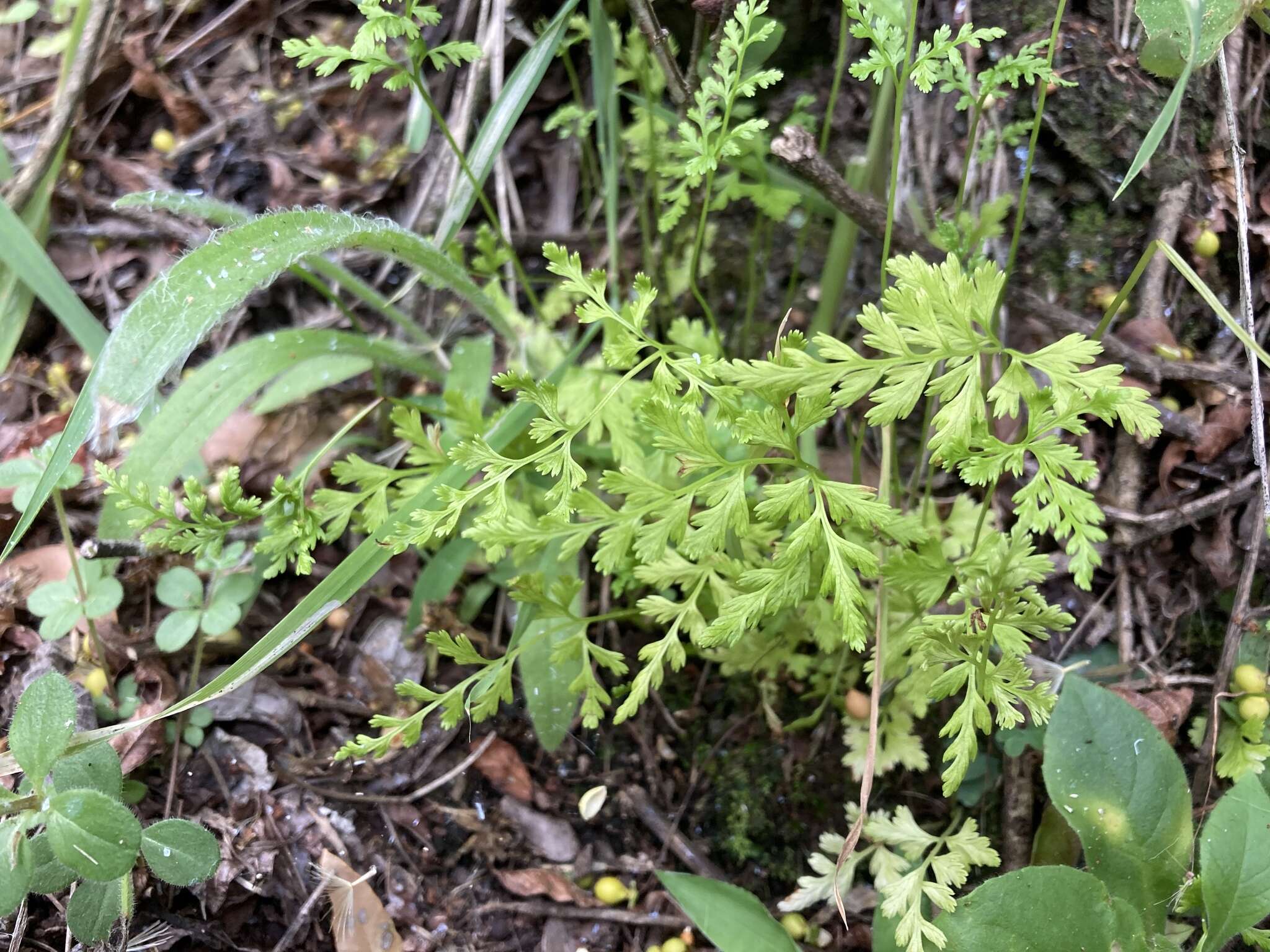 Gastoniella chaerophylla (Desv.) Li Bing Zhang & Liang Zhang的圖片