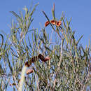 Imagem de Acacia sclerosperma subsp. sclerosperma