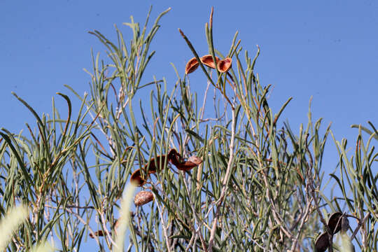 Imagem de Acacia sclerosperma F. Muell.