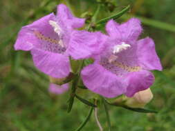 Image of <i>Agalinis <i>purpurea</i></i> var. purpurea