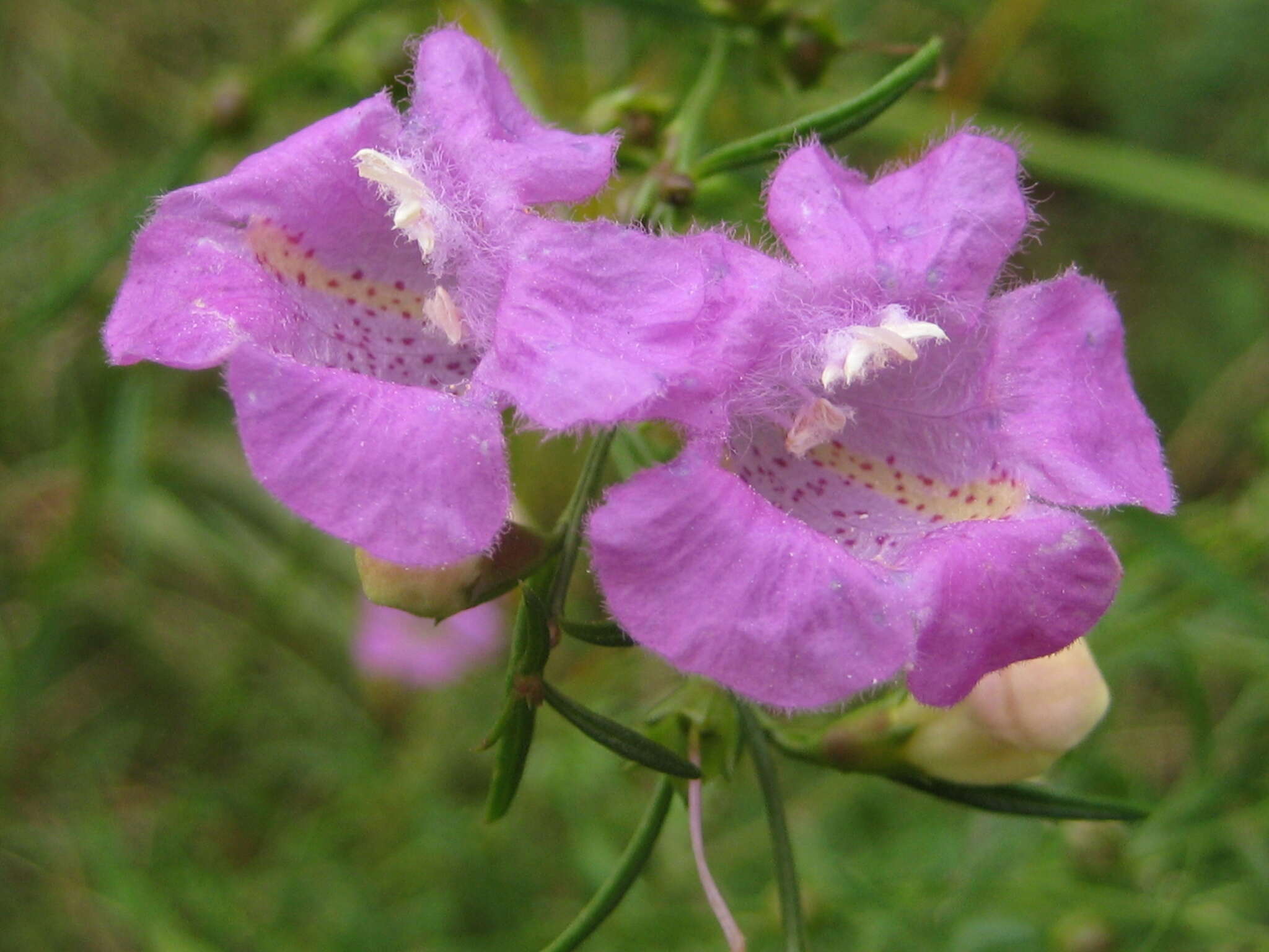 Image of <i>Agalinis <i>purpurea</i></i> var. purpurea