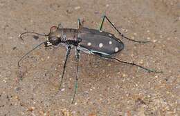 Image of Cicindela (Cicindelidia) ocellata rectilatera Chaudoir 1843