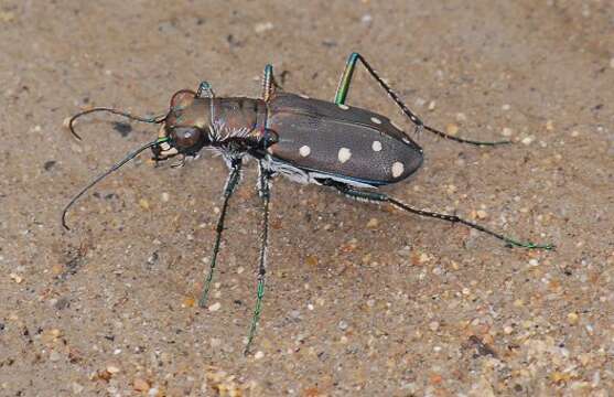 Image of Cicindela (Cicindelidia) ocellata rectilatera Chaudoir 1843