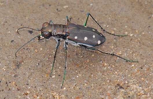 Image of Cicindela (Cicindelidia) ocellata rectilatera Chaudoir 1843