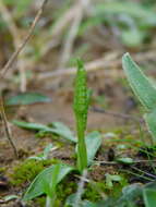 Слика од Ophioglossum lusitanicum L.