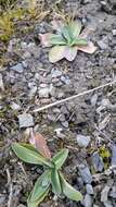 Image of Perezia ciliosa (Phil.) Reiche