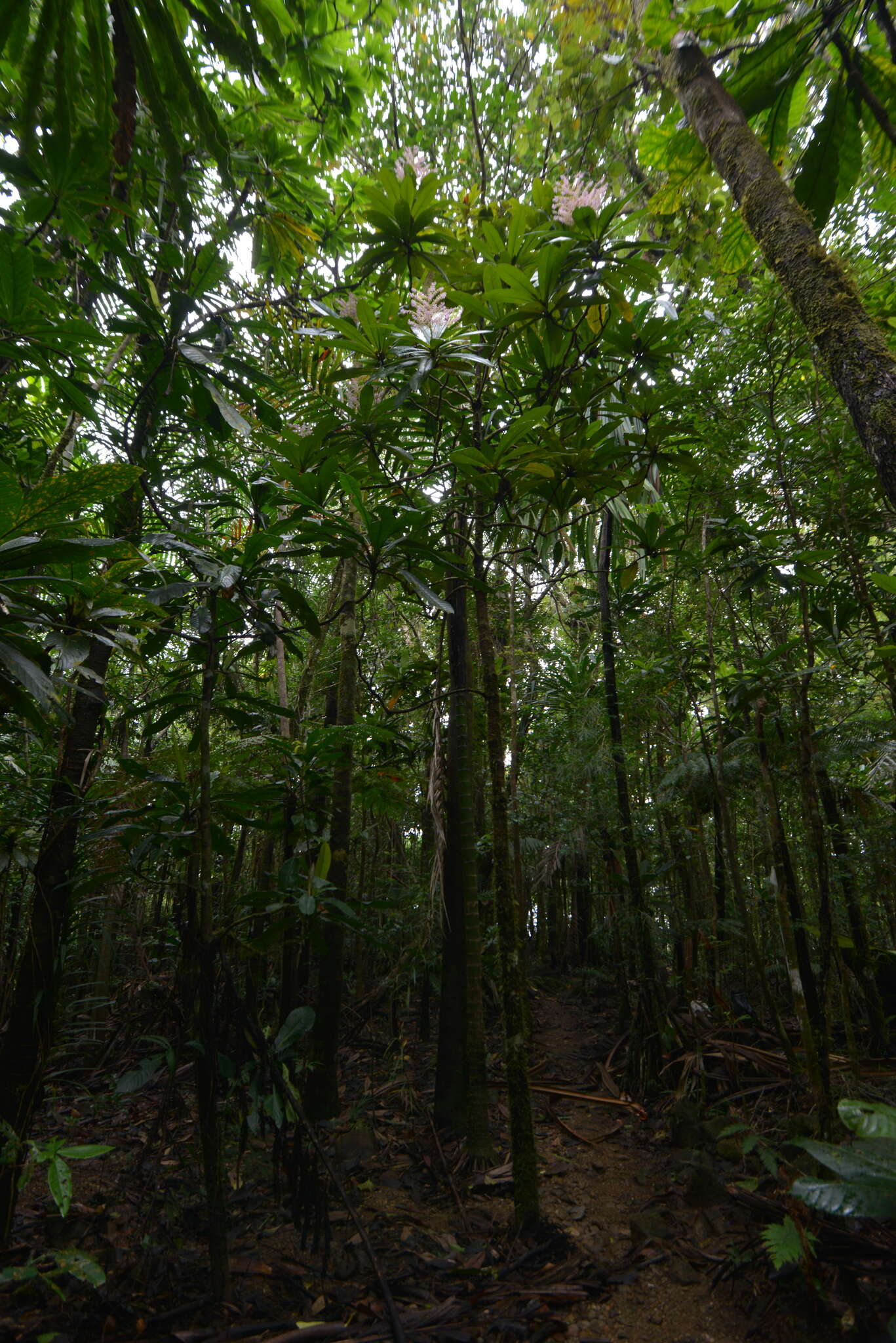 Imagem de Tapeinosperma pancheri Mez