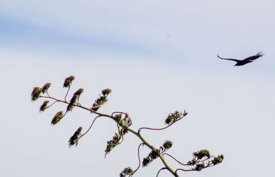 Image of American century plant