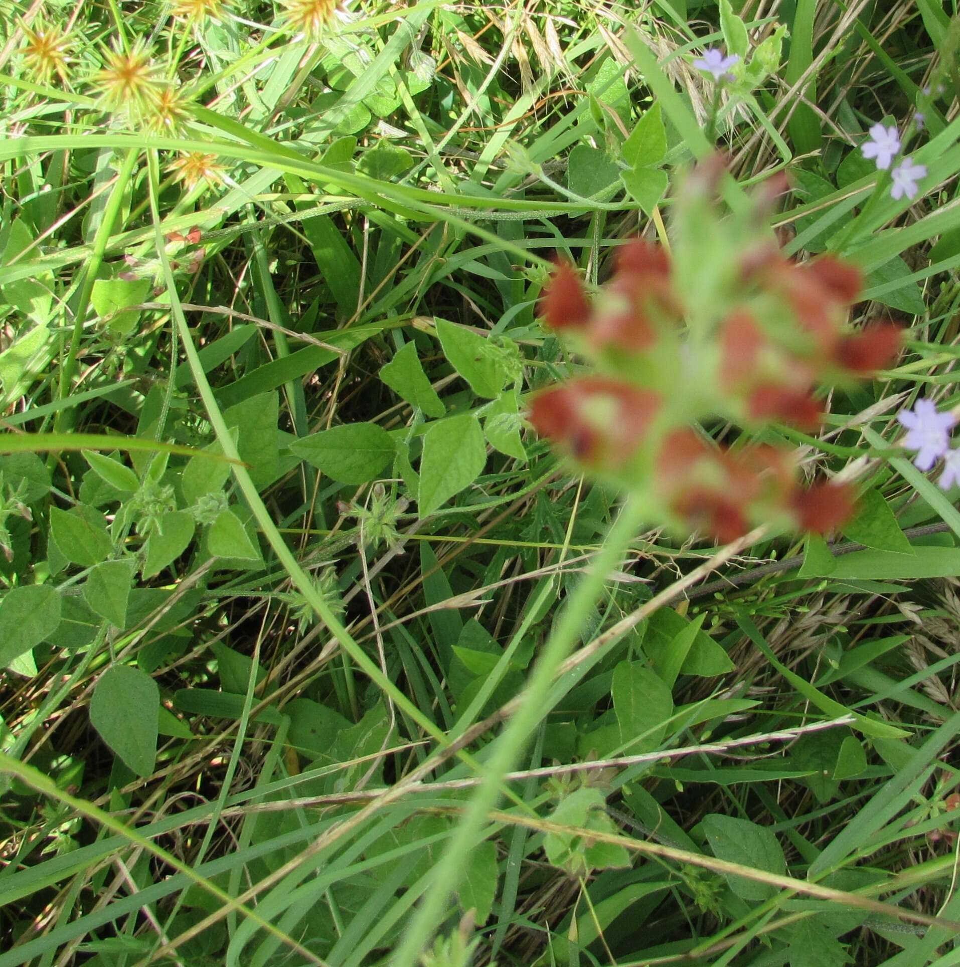 Psoralea rhombifolia Torr. & A. Gray的圖片