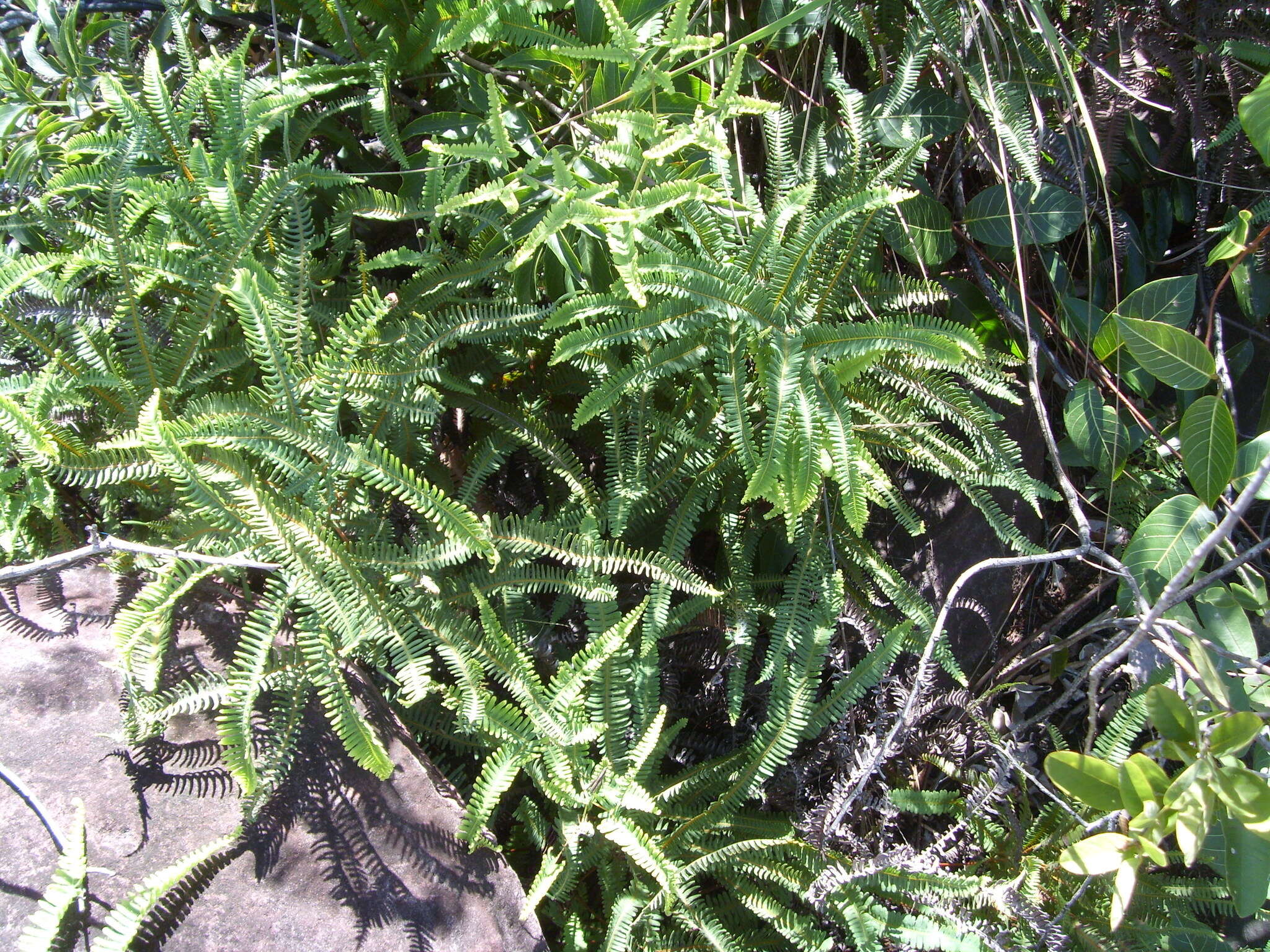 Image of Drooping Forked Fern