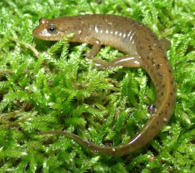 Image of Black mountain salamander