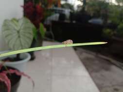 Image of Rough sweetpotato weevil