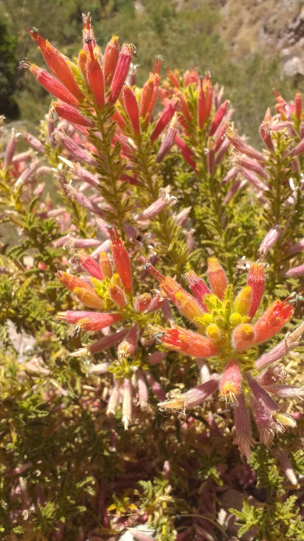 Image of Malesherbia ardens Macbride